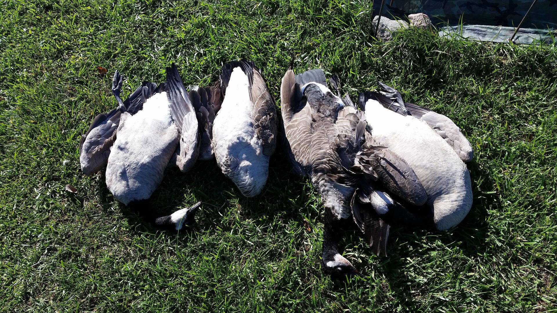 Utah Waterfowl Season 2025 Kamal